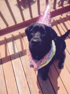 Photo of dog celebrating birthday at K9 Cabin Dog Day Care.