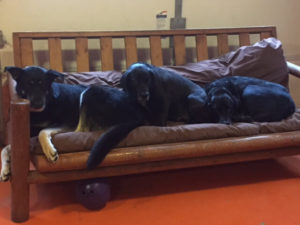 FAQ by K9 Dog Day Care, showing dogs relaxing after playtime.