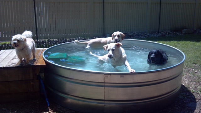 Dogs swimming at K9 Cabin Dog Day Care in Augusta, Maine.